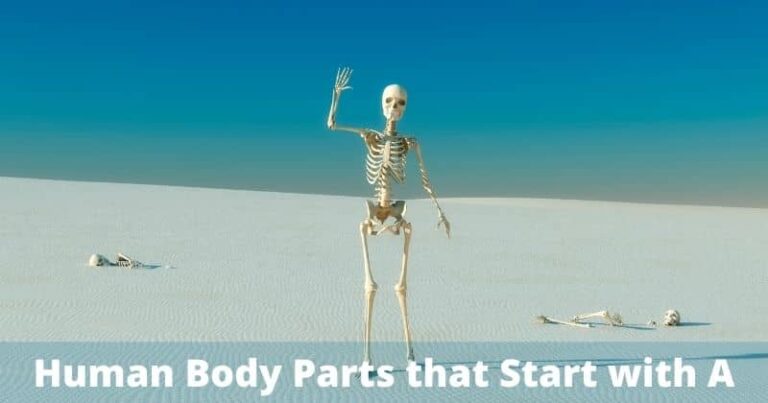 body parts that start with a