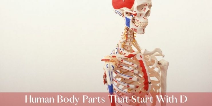human body parts that start with d
