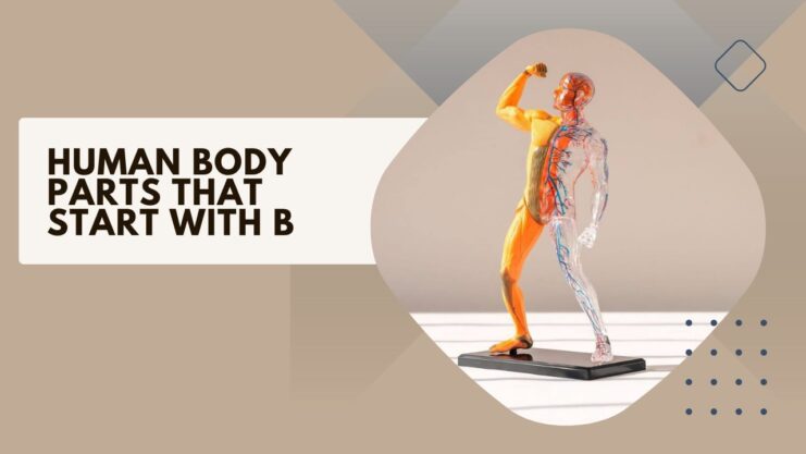 Human Body Parts that Start With B (1)