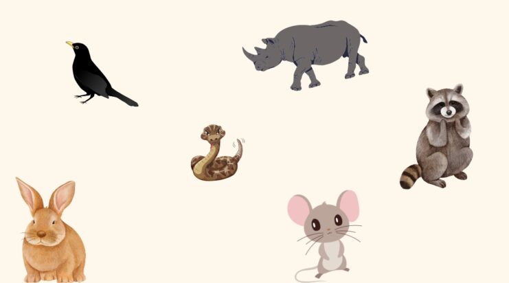 Animals That Start With The Letter R