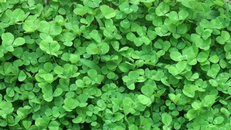 Clover Leaves