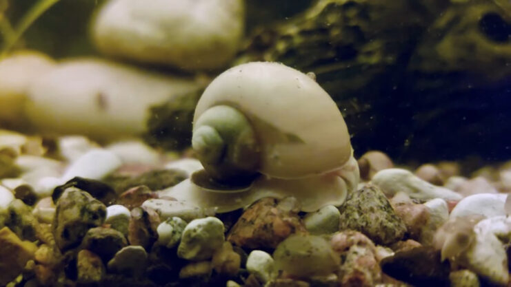 Amazonian Apple Snail - Habitat