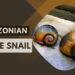 Amazonian Apple Snail - INVASIVE SPECIES
