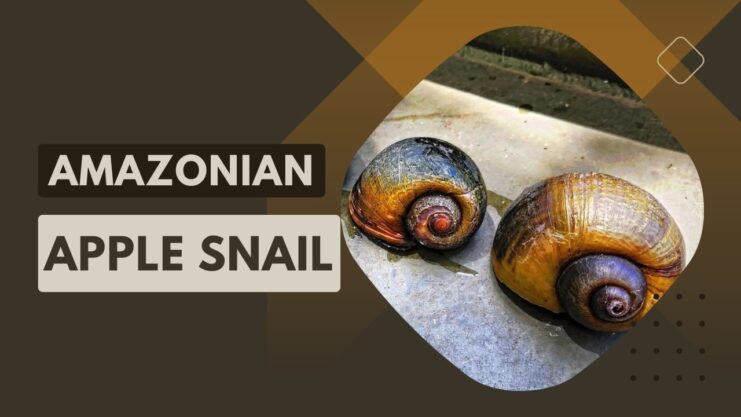 Amazonian Apple Snail - INVASIVE SPECIES