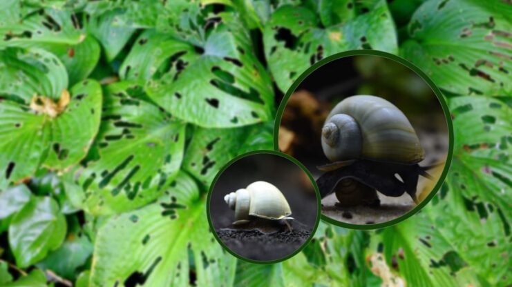 Apple Snail Impact on the Environment