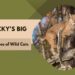 Big Cats of Kentucky