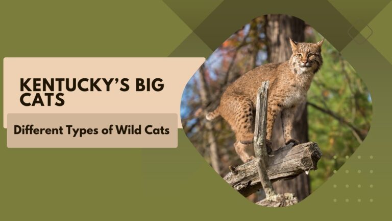 Big Cats of Kentucky