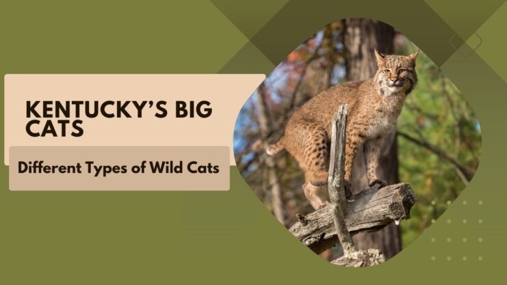 Big Cats of Kentucky