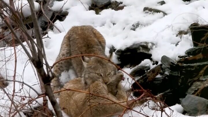 Bobcats hunting