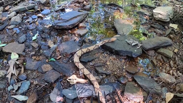 Copperhead - Habitat