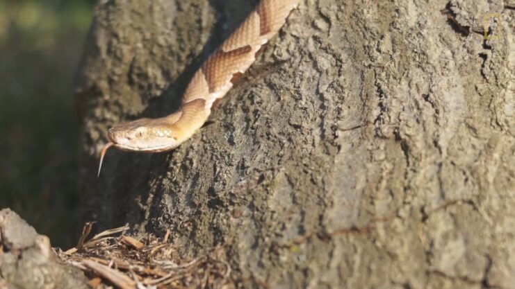 Copperhead snake