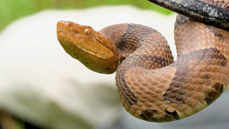 Copperhead snake