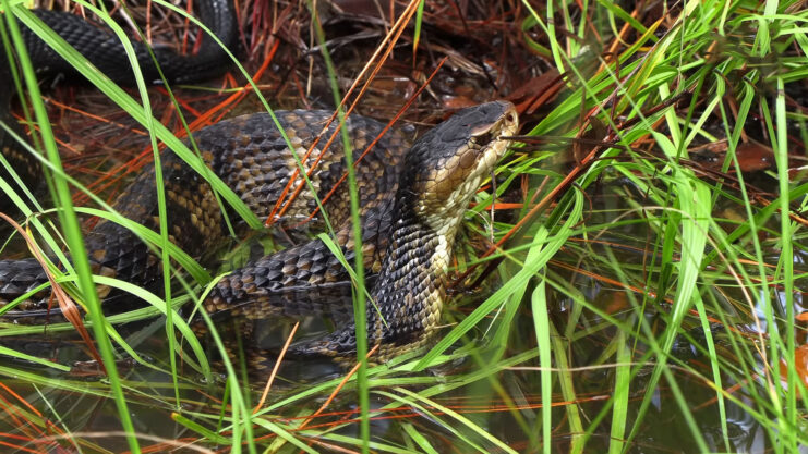 Cottonmouth - Habitat