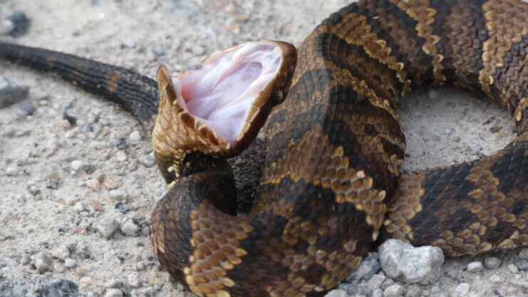 Cottonmouth Snake