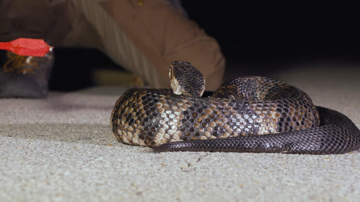 Cottonmouth sanke