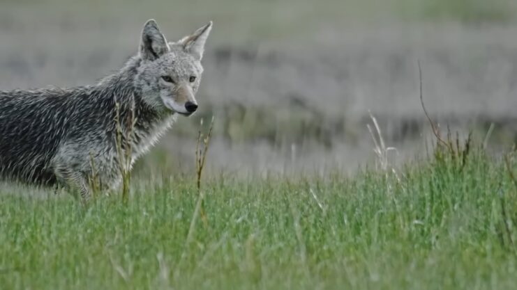 Coyotes