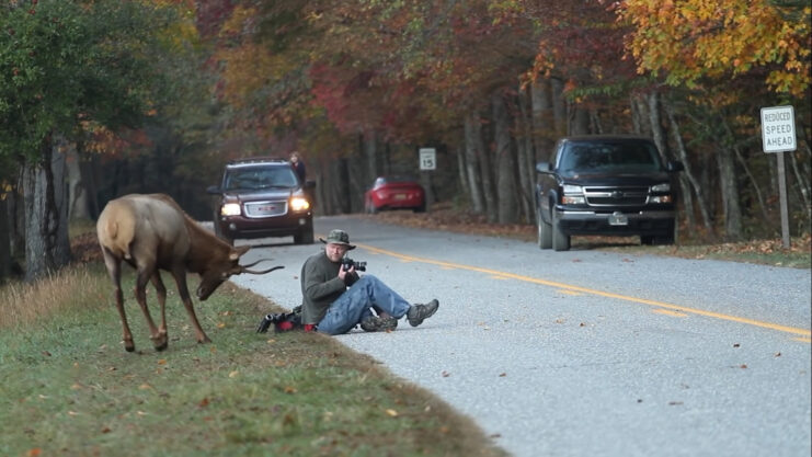 Dangerous animal encounter 