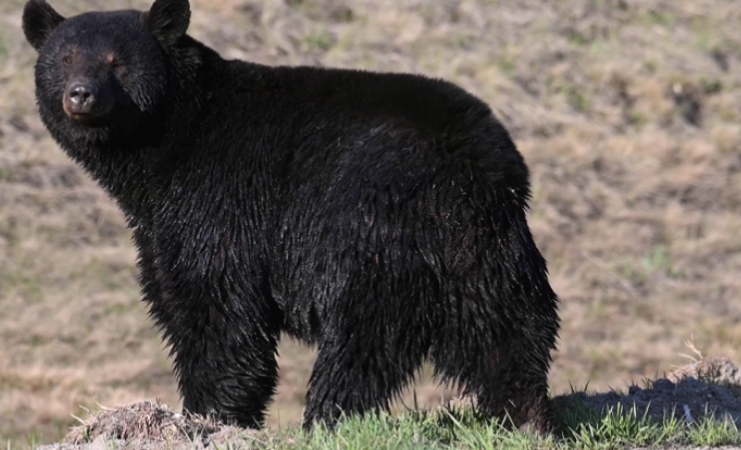 Dangerous animals in kentucky