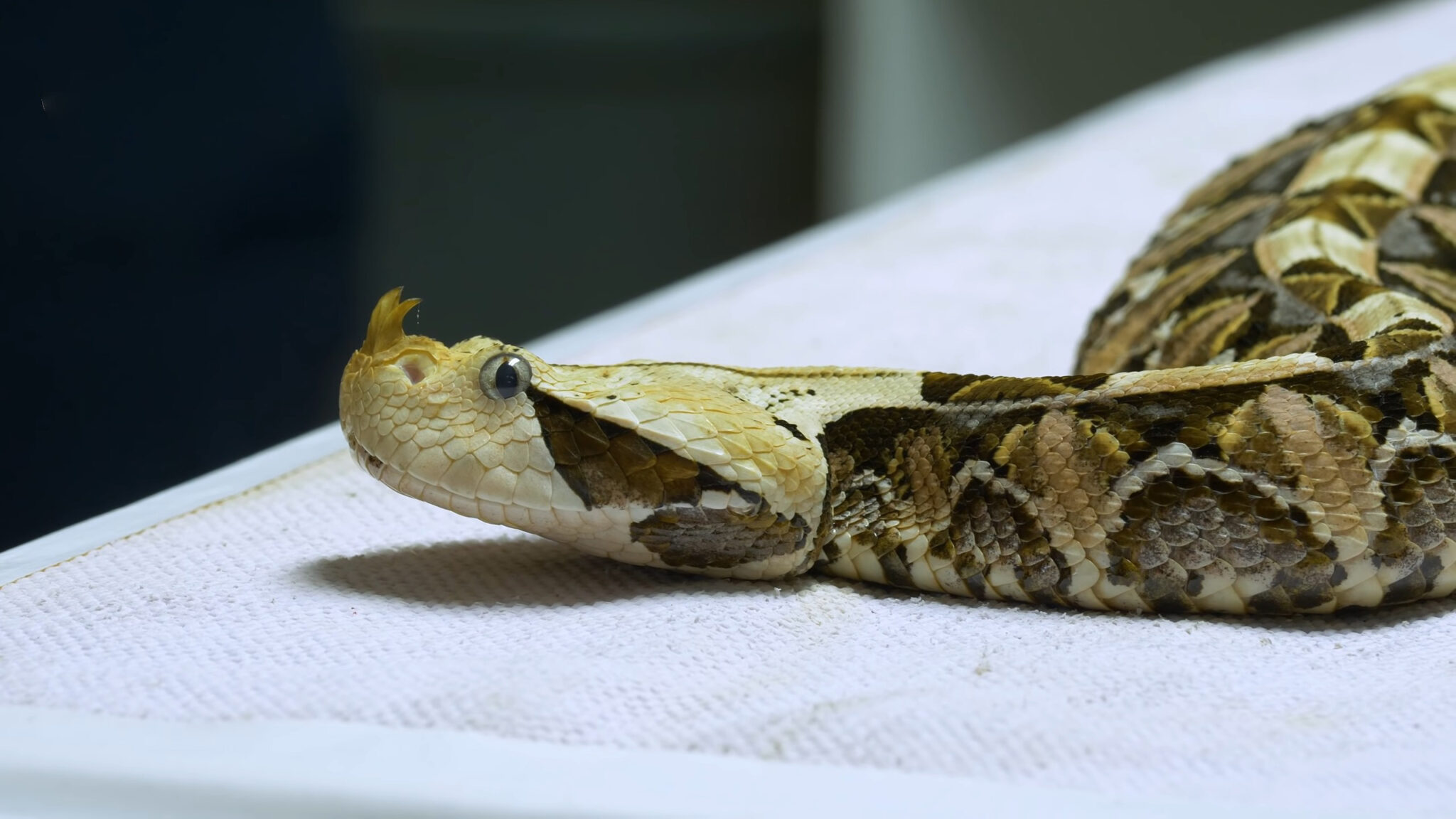 Kentucky's 6 Most Dangerous Animals Know What to Watch Out For in 2024