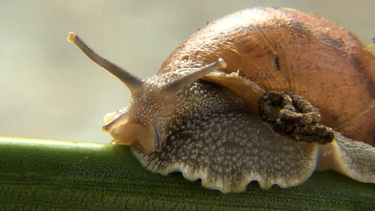 How to prevent the spread of the Amazonian Apple Snail