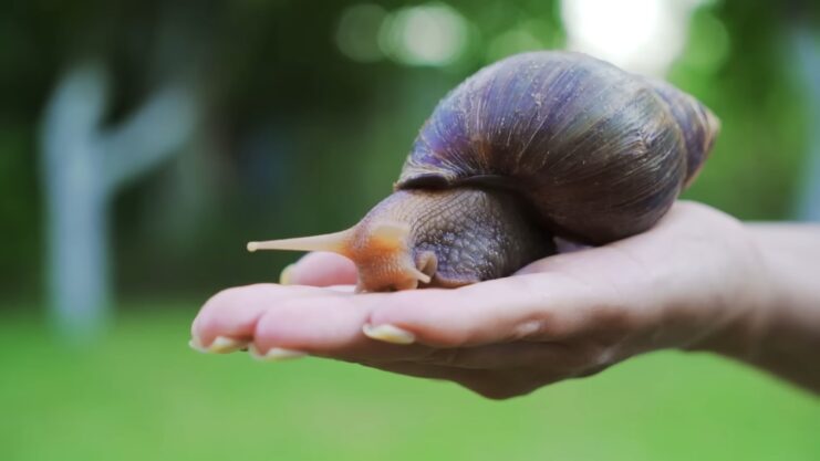 Impact on the Environment - Amazonian Apple Snail