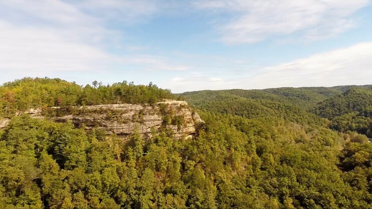 Kentucky forest