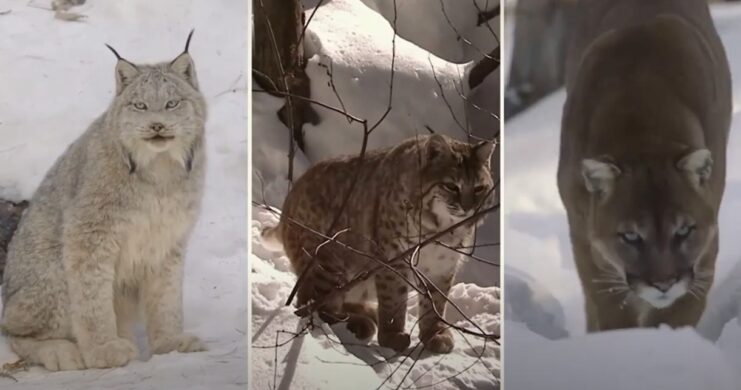 Kentucky's Big Cats
