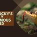 Kentucky's Deadly Venomous Snakes