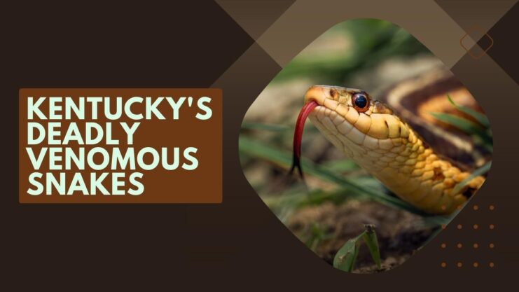 Kentucky's Deadly Venomous Snakes