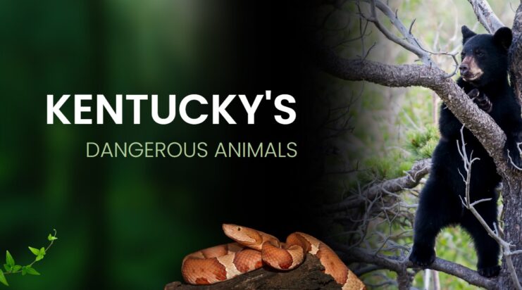 Most Dangerous Animals Kentucky's