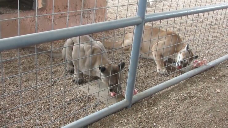 Mountain Lions Eating