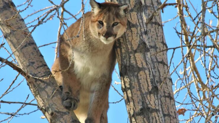 Mountain Lions Habitat and Distribution