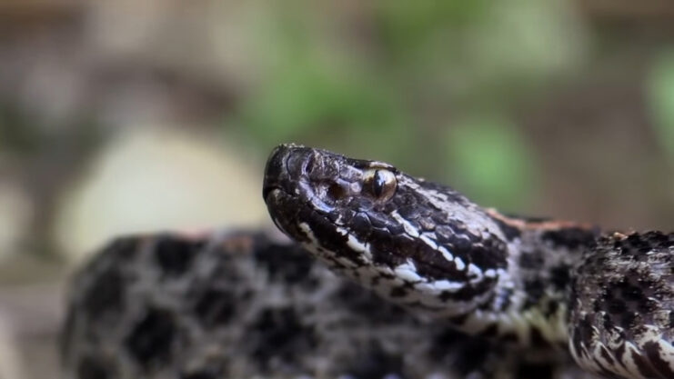 Pigmy Rattlesnake