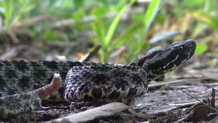 Pigmy Rattlesnake - Habitat