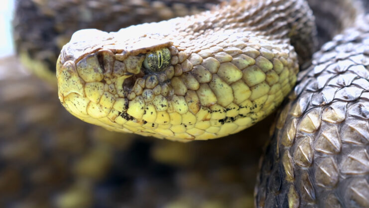 Rattlesnake Rattle