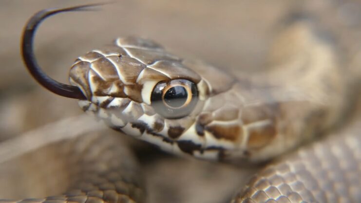 Safety Tips - Venomous Snakes