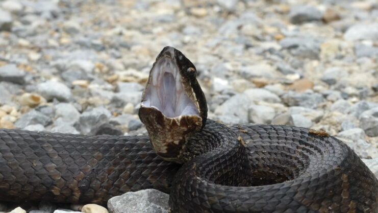 Timber Rattlesnake