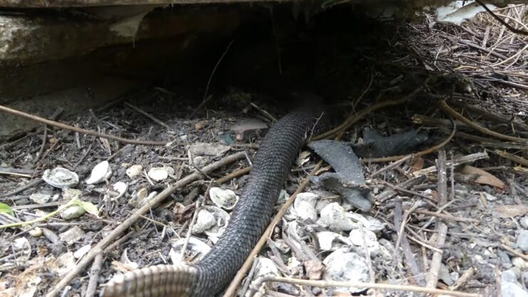 Timber Rattlesnake - Habitat