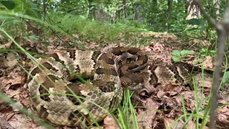 Timber Rattlesnake snake