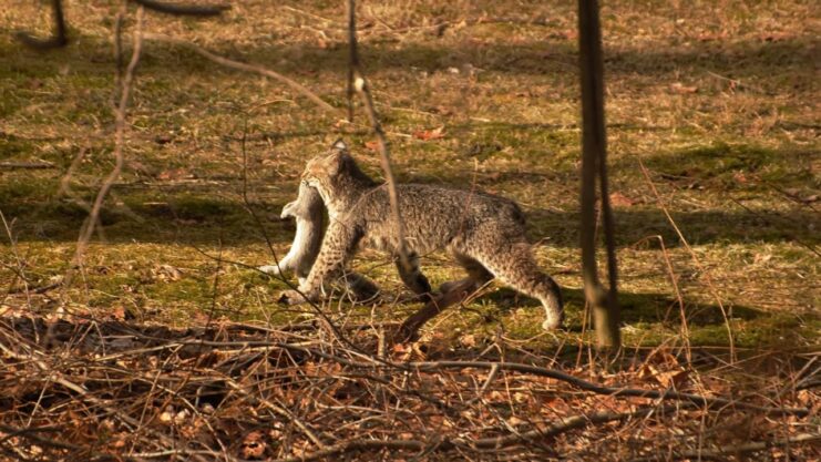 What Do Bobcats Eat