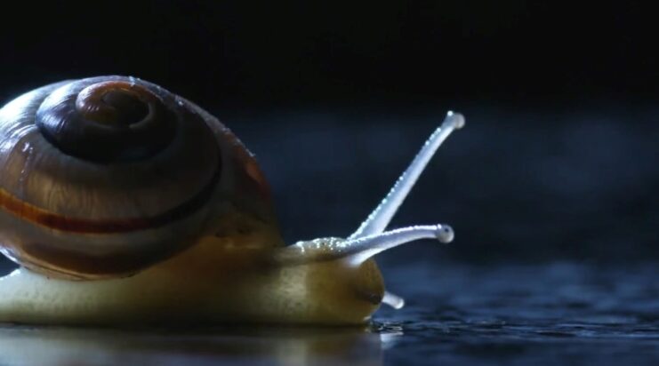 What is the lifespan of an apple snail