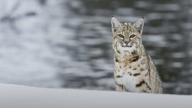 bobcat Physical Characteristics