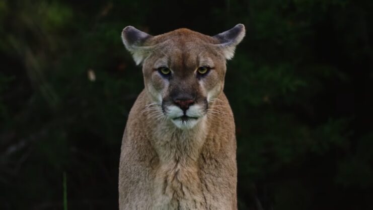 mountain lion