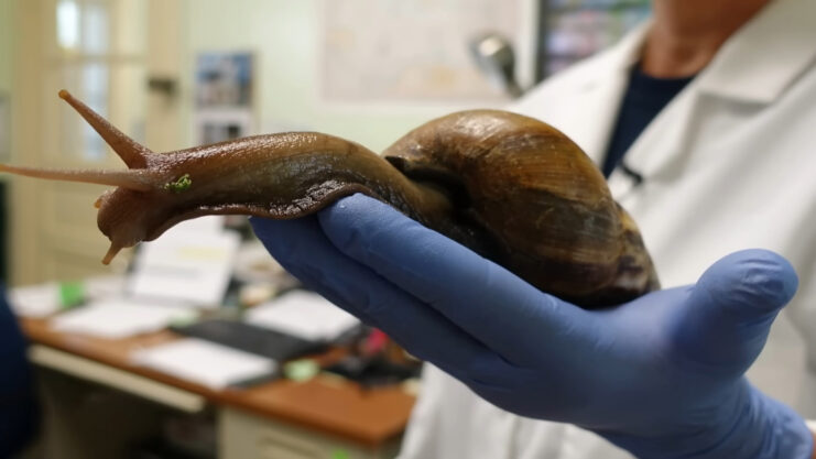 reproduction cycle of the Amazonian apple snail