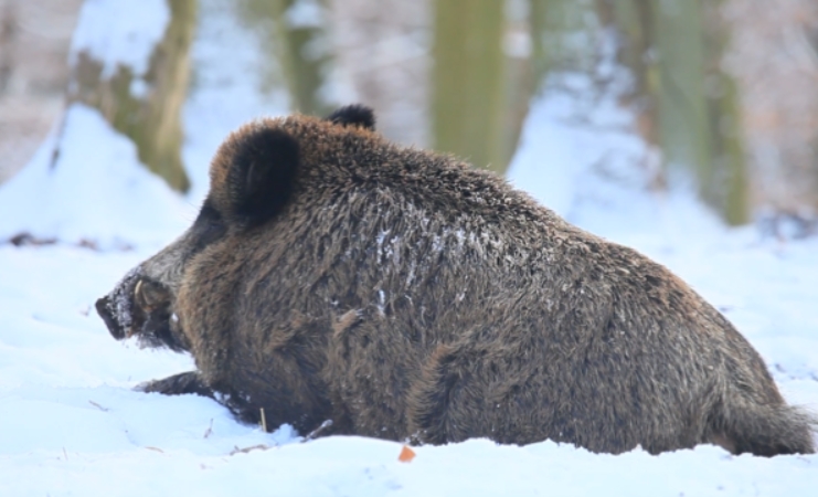 wild boar