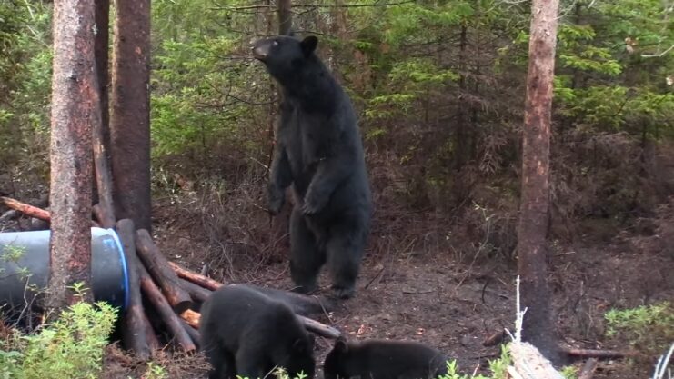 Maine - The Pine Tree State's Black Bear Haven