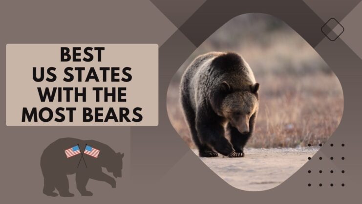 Roaming with the Grizzlies - Uncovering the Top States for Bear Sightings
